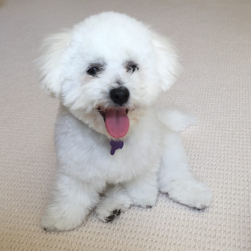Freshly groomed white Bichon Frise sitting on a carpet with its tongue out