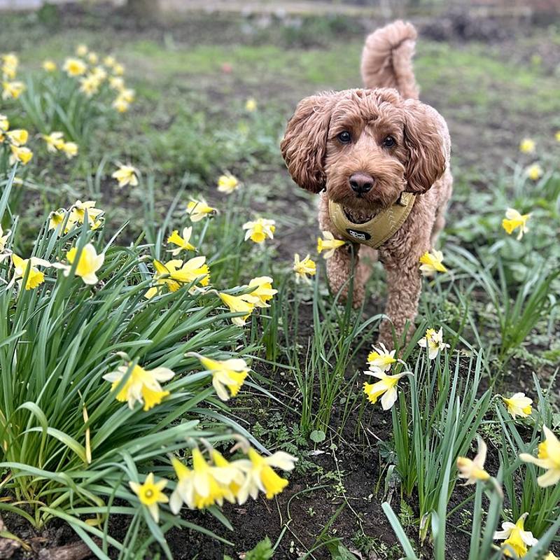Apricot Cockapoo among daffodils