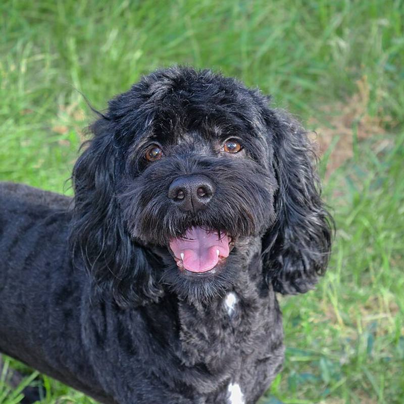 Black Cockapoo on grass