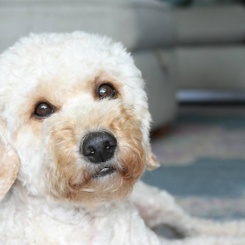 Cream Cockapoo lying on a rug
