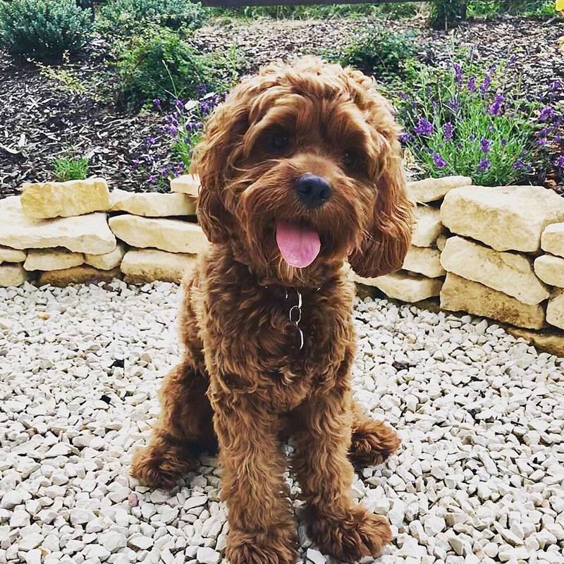Henley, a red Cockapoo, sitting on gravel