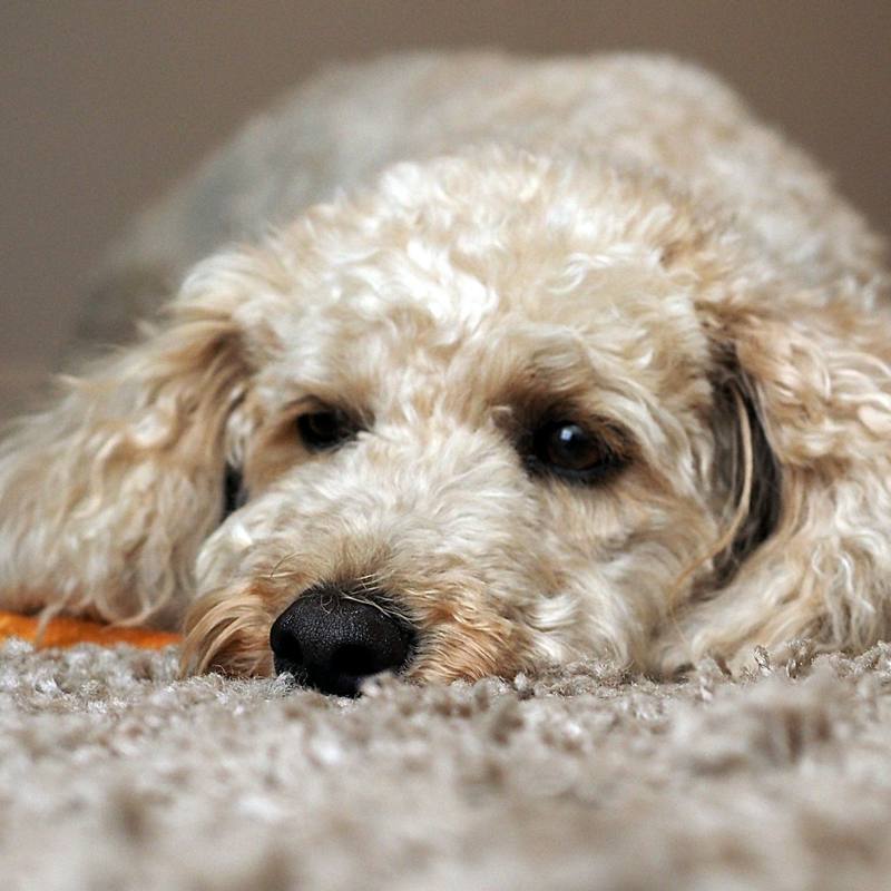 Light grey Cockapoo at home with a toy