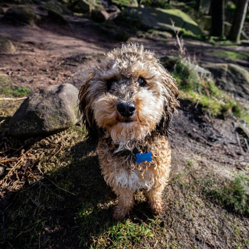Tan Cockapoo on a woodland path
