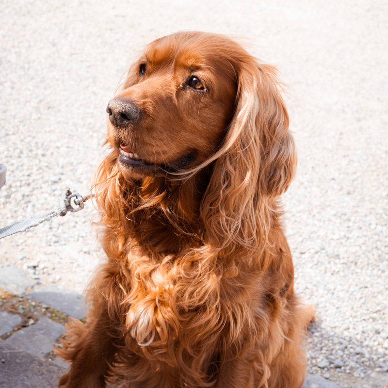 Red English Cocker Spaniel sitting on a pavement, looking to the side