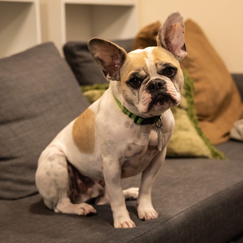 Pied (white and fawn) French Bulldog sitting on a grey sofa, facing the camera