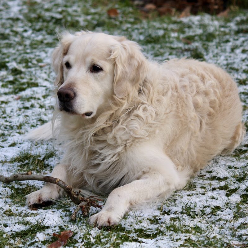 Cream Golden Retriever lying on frosty grass with a stick by its paws