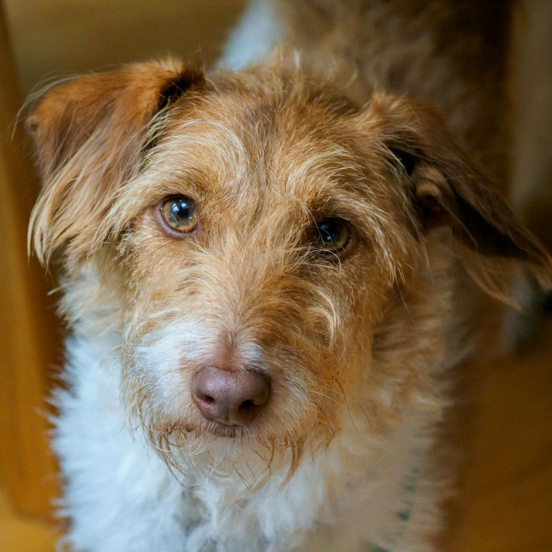 Ginger and white Jack Russell and Miniature Poodle cross looking up at the camera