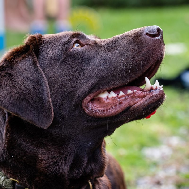 Chocolate Labrador Retriever looking up with its mouth open, outdoors on grass