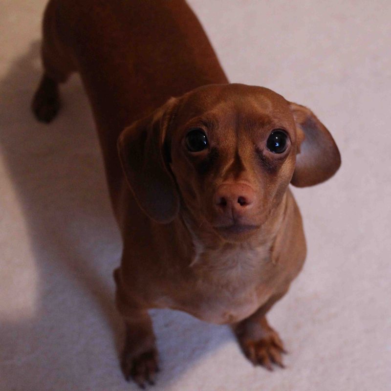 Red smooth-haired miniature Dachshund looking up at the camera