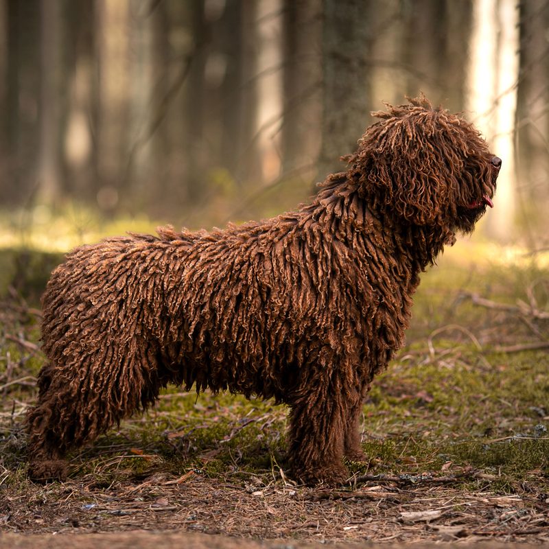 Brown corded Spanish Water Dog standing side-on in a sunlit forest