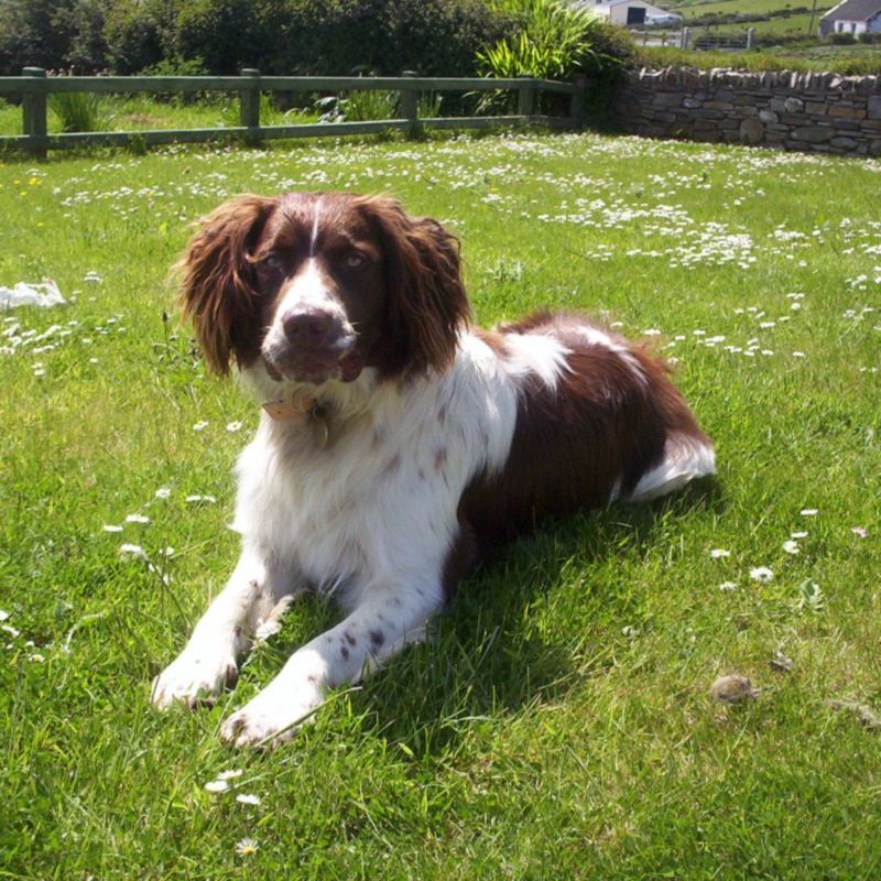Liver and white English Springer Spaniel lying on a sunny lawn, facing the camera