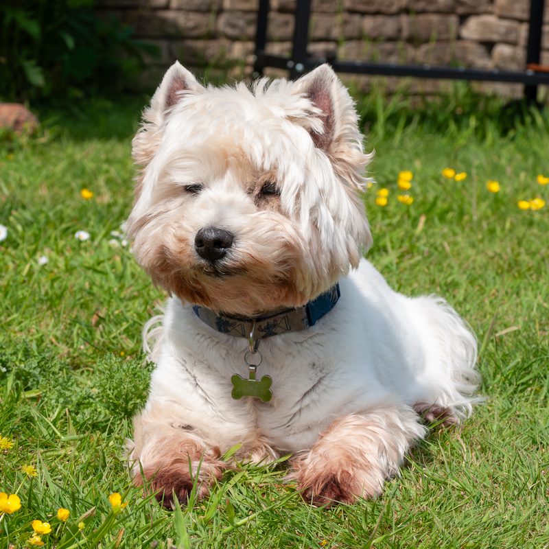 West Highland White Terrier lying on a garden lawn with buttercups, facing the camera