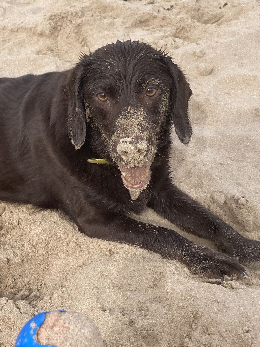 Cora running on a sandy beach, full of energy