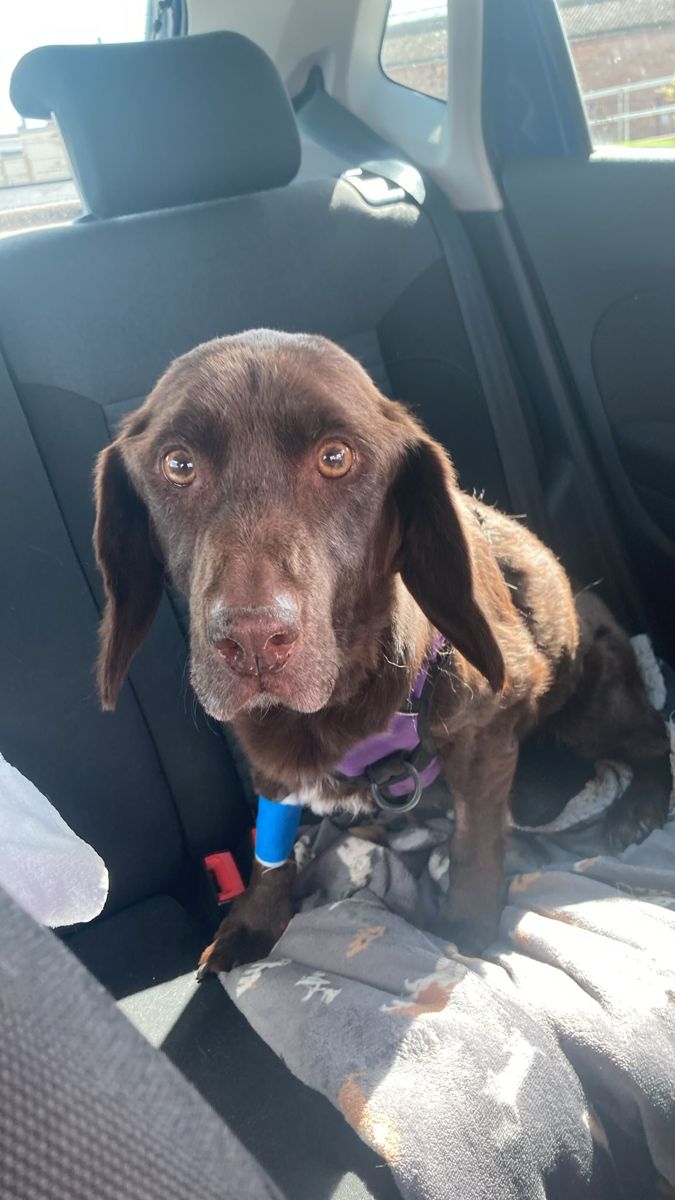 Cora lying in the back of a car with a bandaged cannula on her front leg