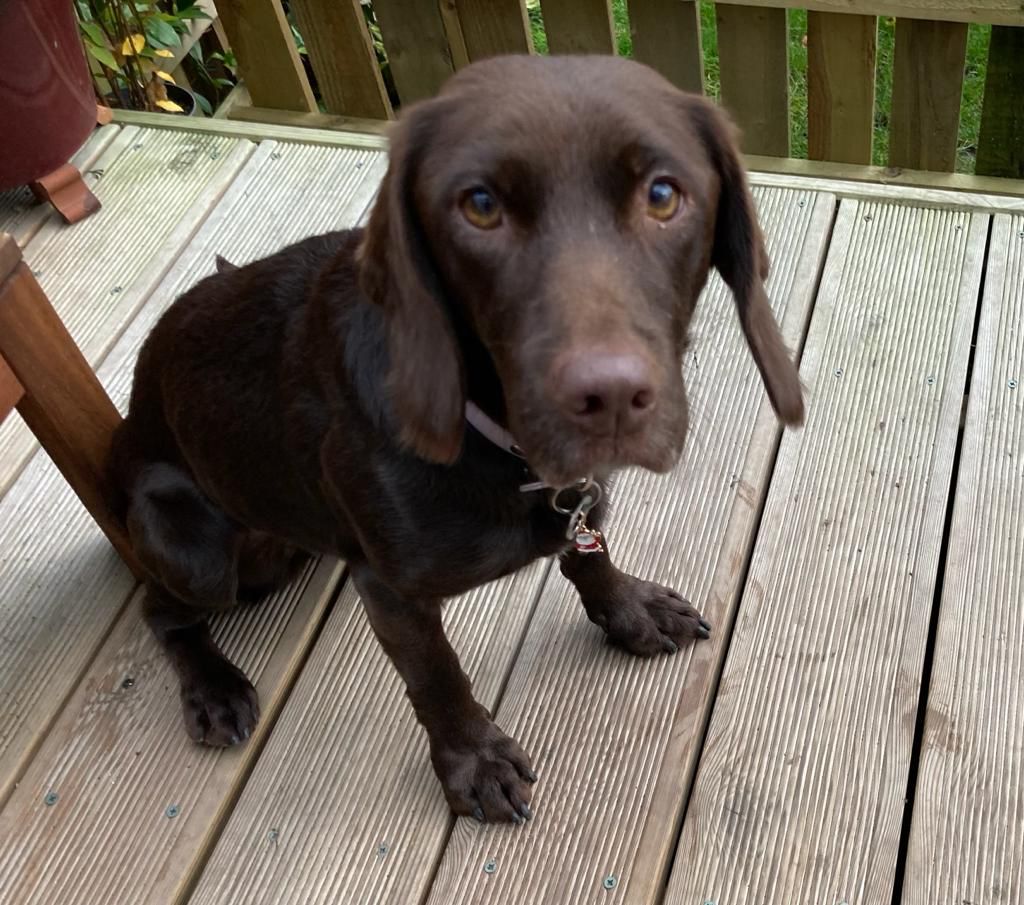 Cora sitting on garden decking, alert and happy