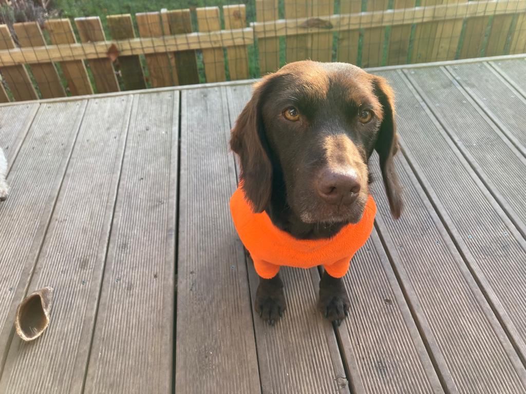 Cora, a chocolate cross-breed dog, wearing an orange jumper
