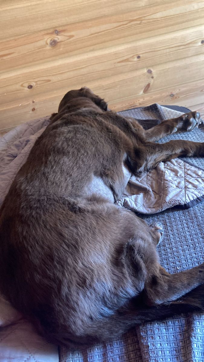 Cora lying on her back with her belly shaved for a scan