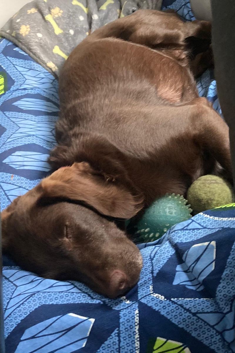 Cora asleep surrounded by her toy balls