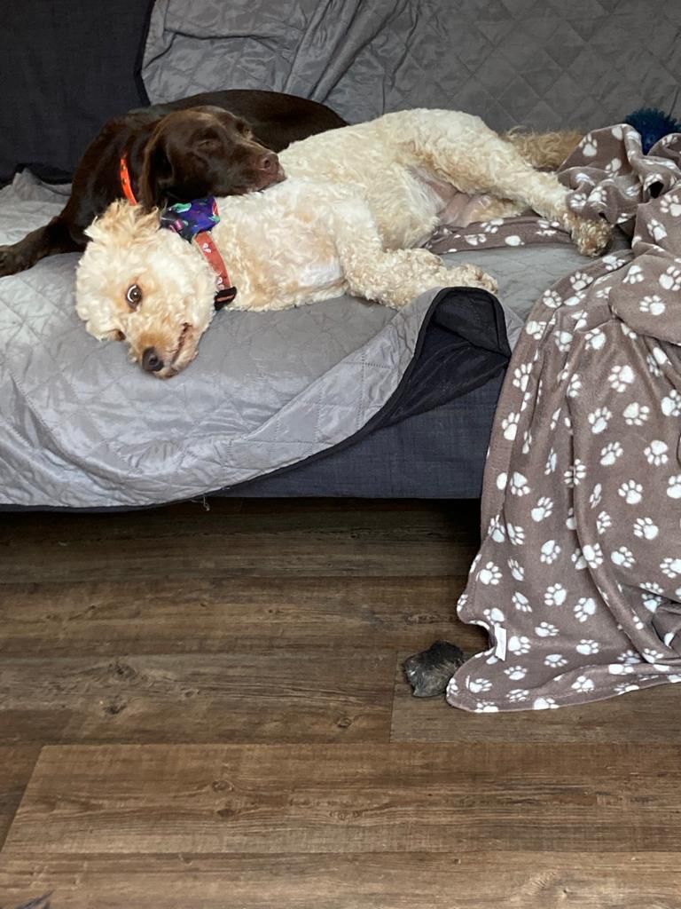 Cora relaxing on the sofa with her poodle-cross friend